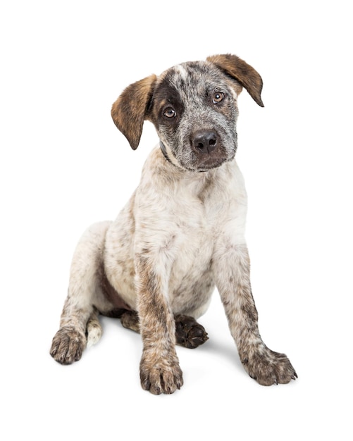 Adorable chiot de chien de bétail assis sur blanc