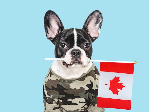 Adorable chiot drapeau canadien et chemise militaire