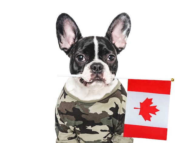Photo adorable chiot drapeau canadien et chemise militaire