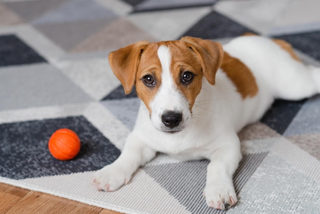 Adorable chiot Jack russell terrier avec une boule orange à la maison en regardant la caméra