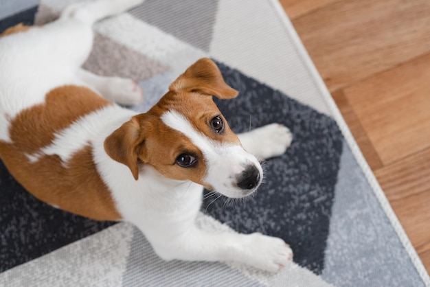 Adorable chiot jack russell terrier sur le sol à la maison, regardant la caméra