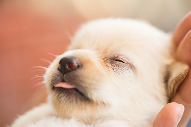 adorable chiot nouveau-né à la main en gros plan