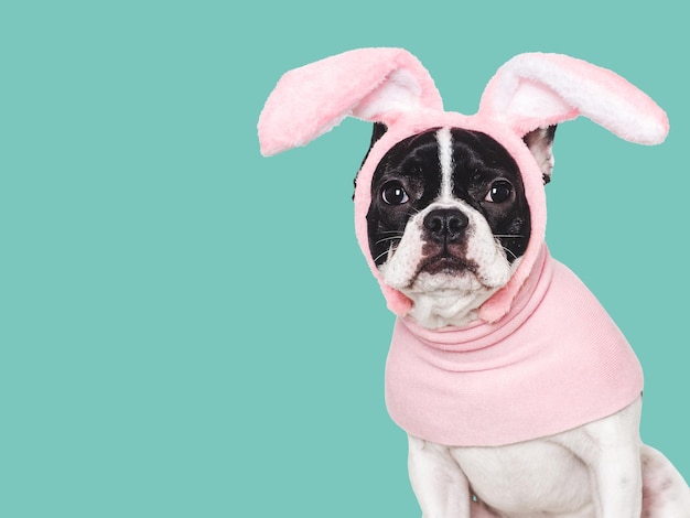 Un adorable chiot et des oreilles de lapin en gros plan