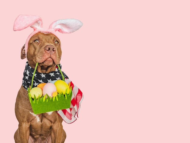 Un adorable chiot et un panier d'œufs de Pâques En gros plan, le studio a tourné à l'intérieur La lumière du jour Félicitations pour la famille, les proches, les parents, les amis et les collègues Le concept de soins pour animaux de compagnie