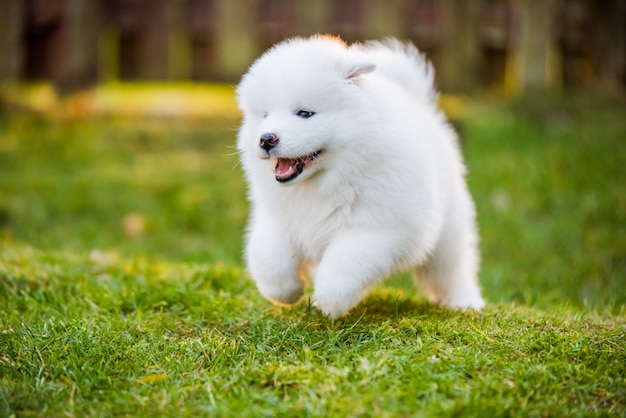 Adorable chiot samoyède courant sur la pelouse