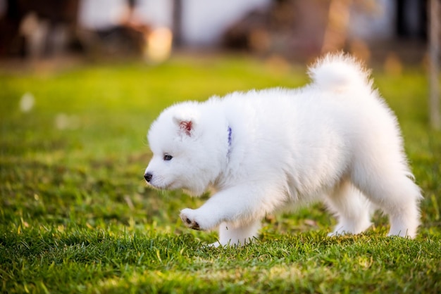 Adorable chiot samoyède courant sur la pelouse