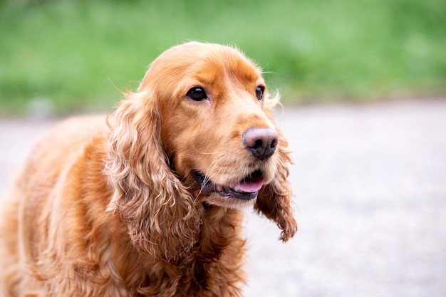 Adorable Cocker Spaniel bénéficiant d'un magnifique parc