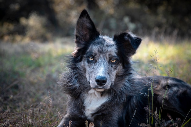 Photo un adorable collie de frontière noir et gris allongé dans le champ.