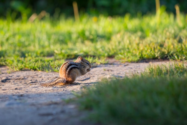 Adorable écureuil oriental éclairé à l'arrière accroupi en profil mangeant à l'aube