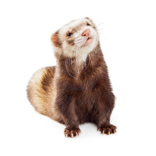 Adorable furet pour animaux de compagnie en levant