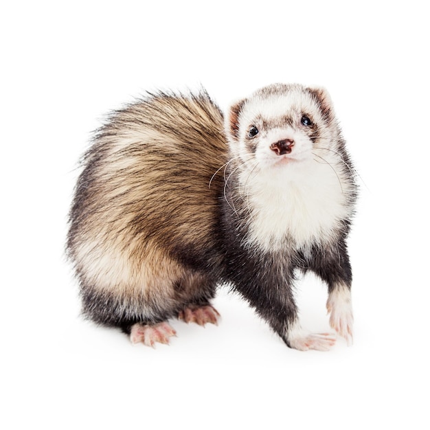 Adorable furet pour animaux de compagnie regardant dans la caméra