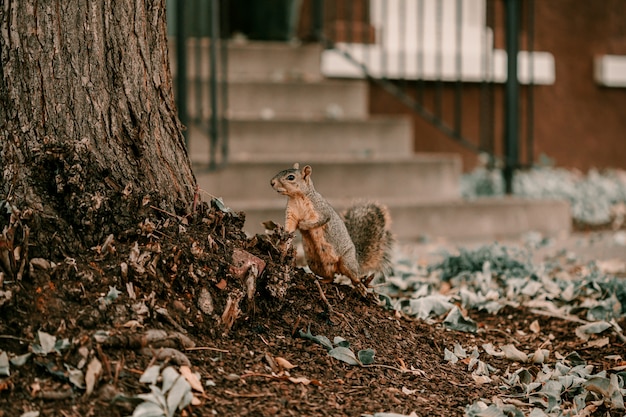 Adorable grand écureuil brun bien rangé