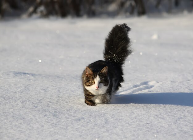 Adorable jeune chat avec une queue duveteuse sur une couverture de champ de neige en hiver