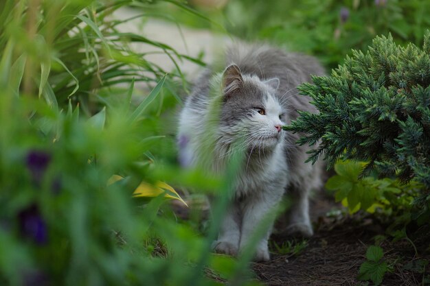 Adorable jeune chat sentant l'herbe sur le jardin ensoleillé parmi la nature fleurie Chat sentant l'herbe parmi les fleurs épanouies