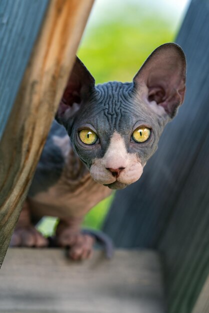 Adorable jeune chat sphynx regardant la caméra avec curiosité sur une haute aire de jeux en bois de la chatterie