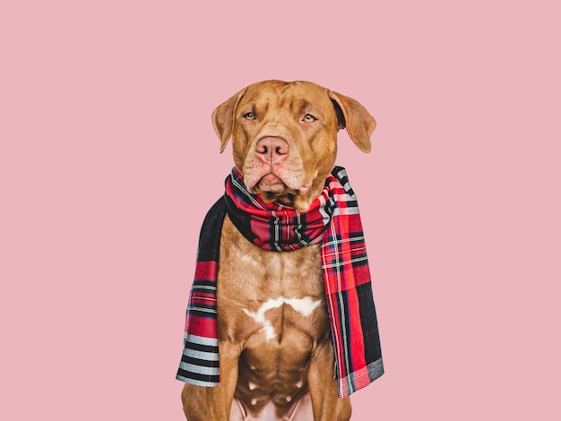 Adorable joli chien brun Concept de soins pour animaux de compagnie