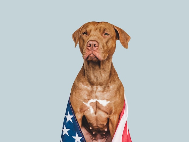 Adorable joli chien et drapeau américain gros plan à l'intérieur Studio photo Félicitations pour la famille, les proches, les amis et les collègues, concept de soins pour animaux de compagnie