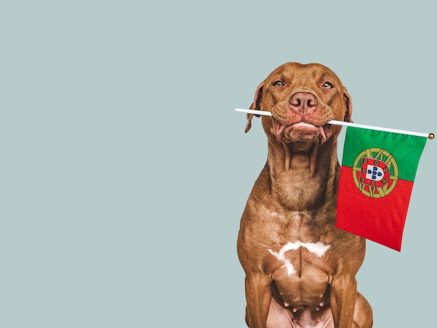 Adorable joli chien et drapeau du Portugal