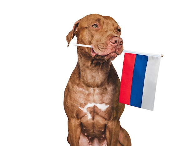 Adorable joli chien et drapeau de la Russie