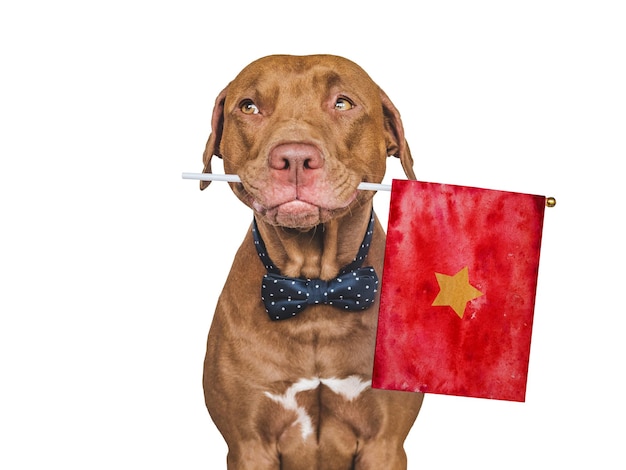 Adorable joli chien et gros plan du drapeau vietnamien