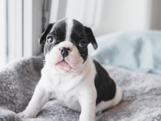 Adorable joli chiot allongé sur le rebord de la fenêtre