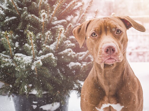 Adorable, joli chiot de couleur brune. Fermer