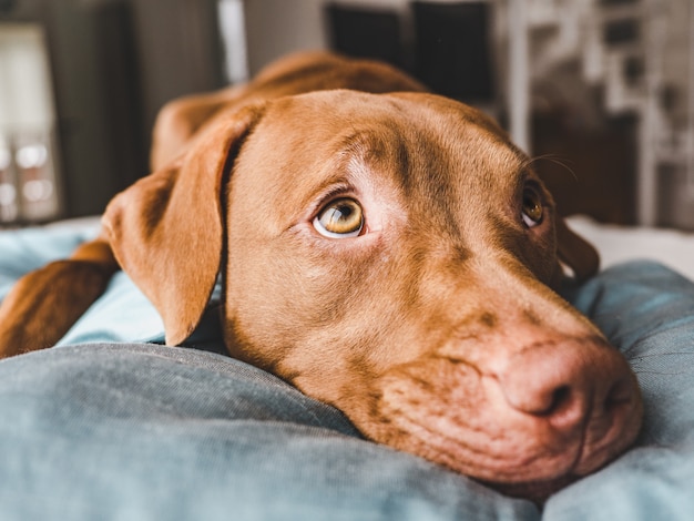 Adorable, joli chiot de couleur chocolat. Fermer