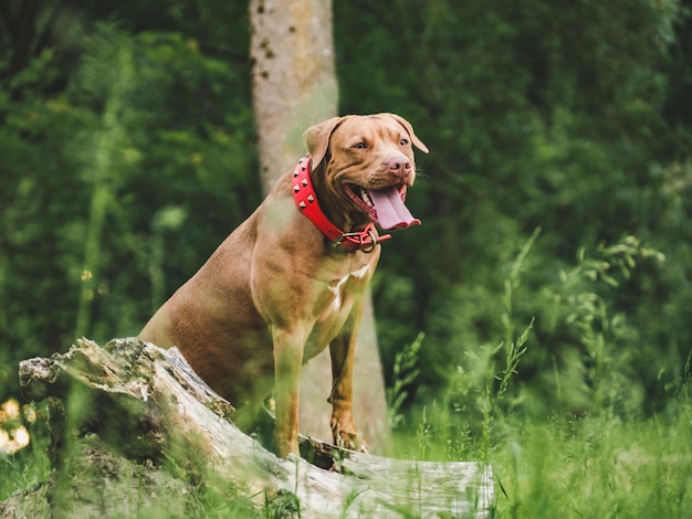 Adorable, joli chiot de couleur chocolat. Gros plan, à l'extérieur. Lumière du jour. Concept de soins, éducation, formation à l'obéissance, élevage d'animaux de compagnie