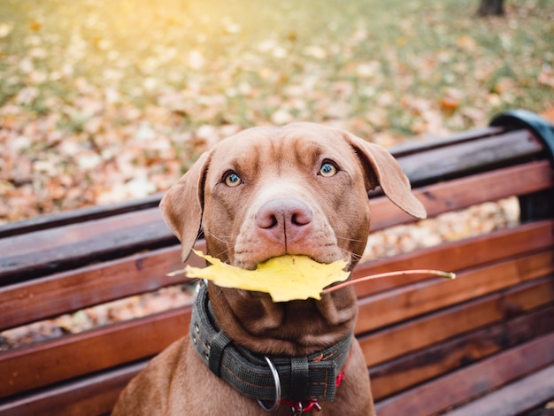 Adorable, joli chiot de couleur chocolat. Lumière du jour