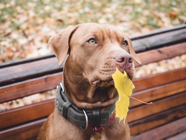 Adorable, joli chiot de couleur chocolat. Lumière du jour