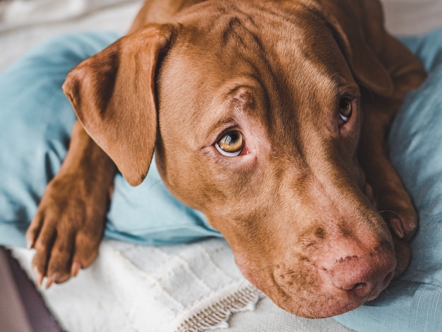 Adorable, joli chiot de couleur chocolat.