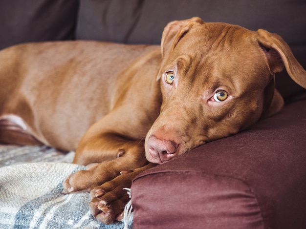 Adorable, joli chiot de couleur chocolat.