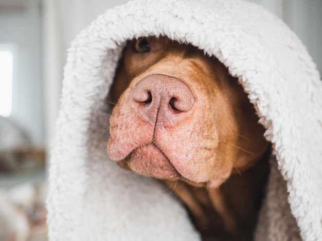 Adorable, joli chiot de couleur marron. Lumière du jour