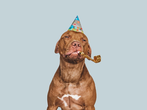 Adorable joli chiot marron et chapeau de fête