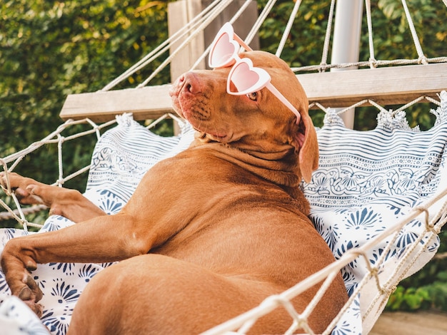 Adorable joli chiot se reposant dans un hamac