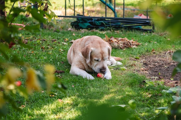 adorable Labrador mangeant une pomme rouge jardin récolte des vitamines