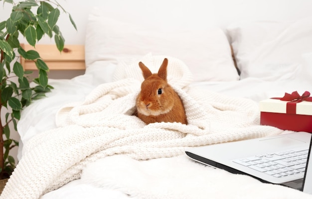 Adorable lapin décoratif drôle assis sur le lit sous un plaid chaud dans un intérieur moderne blanc près d'un ordinateur portable et d'une boîte-cadeau en regardant la caméraMignonbeau animal de compagnie drôleanimal domestique à la maison