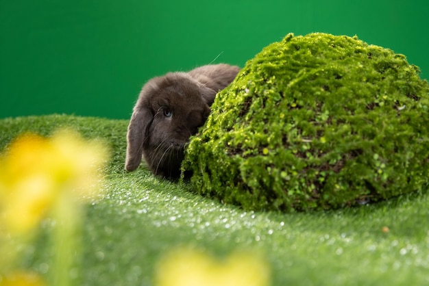 Adorable lapin avec décoration de Pâques