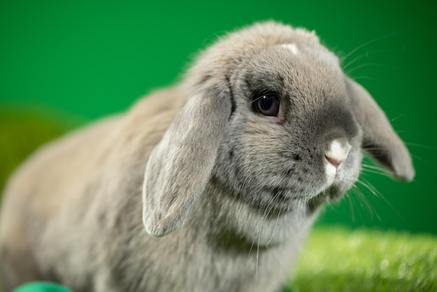 Adorable lapin avec décoration de Pâques