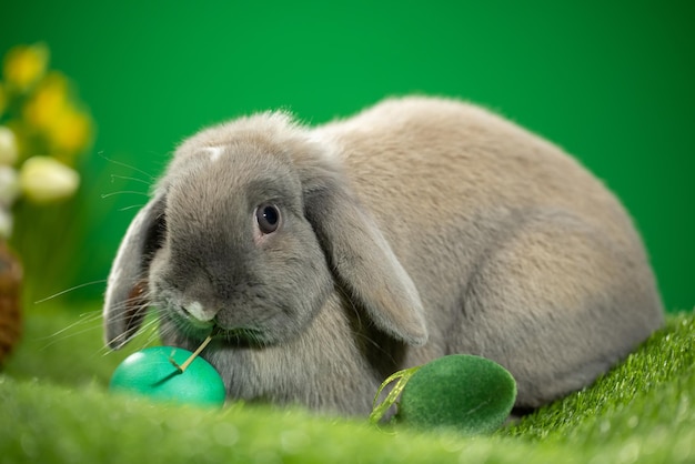 Adorable lapin avec des oeufs de pâques