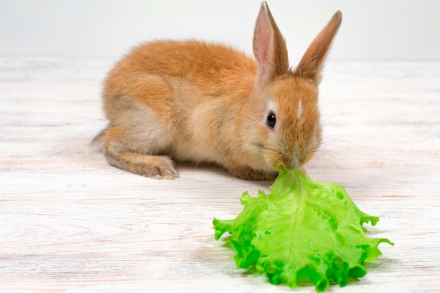 Adorable lapin roux assis sur un fond blanc et mangeant une feuille verte de laitue Gros plan