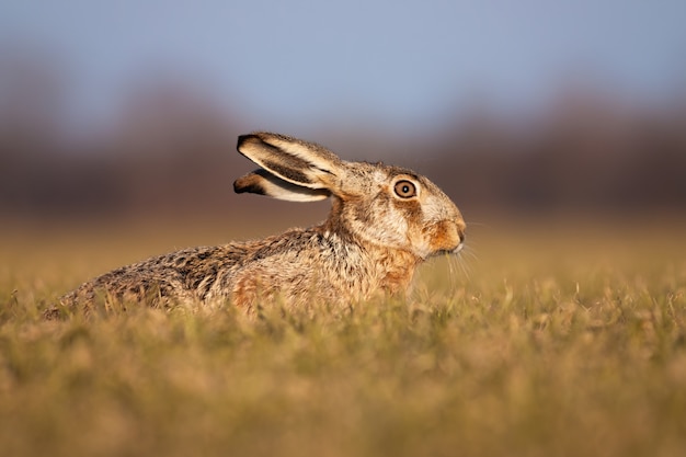 Adorable lièvre brun allongé sur le sol et se cachant au printemps.