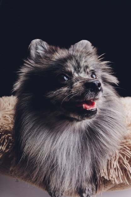 adorable loup spitz assis