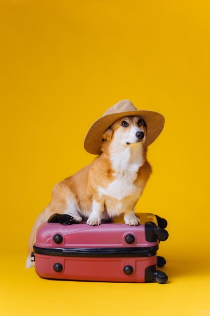 Adorable mignon Welsh Corgi Pembroke partant en vacances debout sur une valise rouge avec un chapeau de paille sur fond de studio jaune Funny Vacation and Travel concept