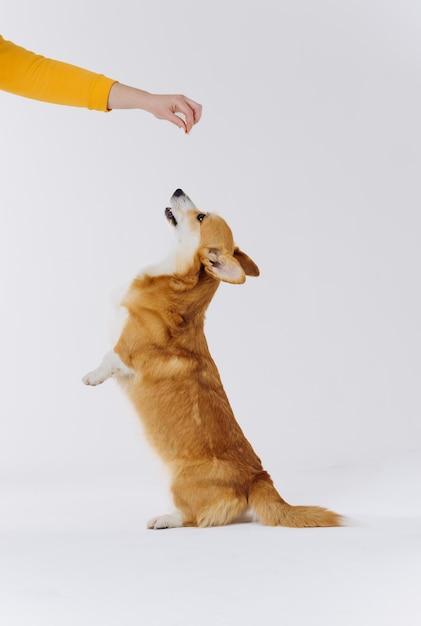 Adorable mignon Welsh Corgi Pembroke se dresse sur ses pattes arrière sur fond de studio blanc race de chien la plus populaire