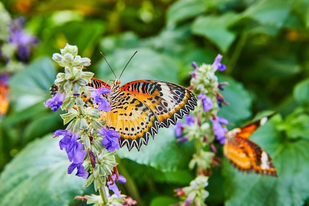 Adorable paire de papillons chrysope rouge sur fleurs violettes