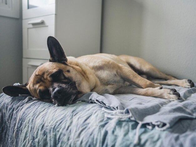 Adorable perro mirando a la camara mientras descansa en la cama