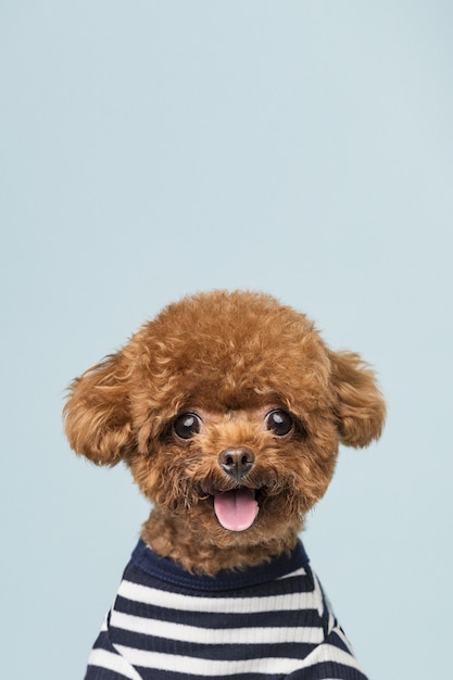 Adorable petit caniche sur un mur bleu