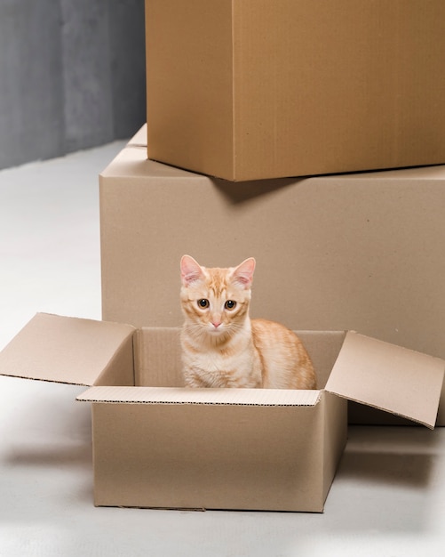 Adorable petit chat à l'intérieur de la boîte en carton