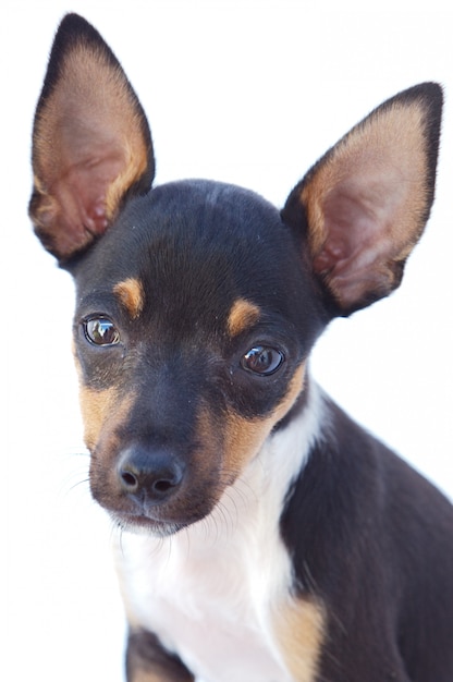 Adorable petit chien a sur fond blanc